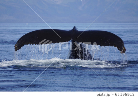ザトウクジラ ザトウクジラ 65196915