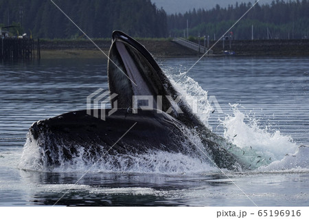 ザトウクジラ ザトウクジラ 65196916