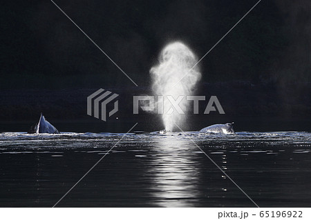 ザトウクジラ 65196922