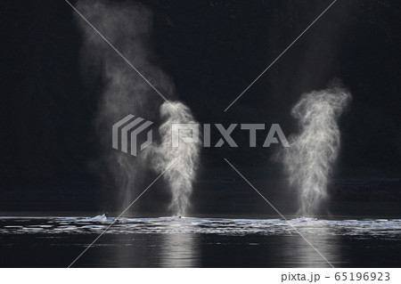 ザトウクジラ ザトウクジラ 65196923