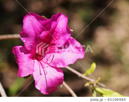 サツキの花 皐月 サツキの花 皐月 65196984