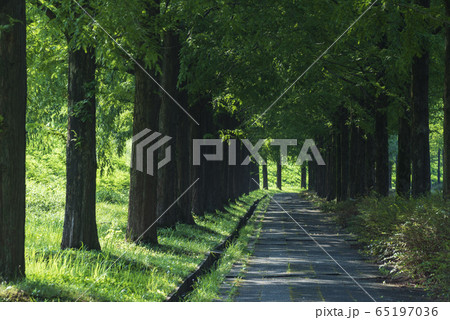 夏の散歩道 夏の散歩道 65197036