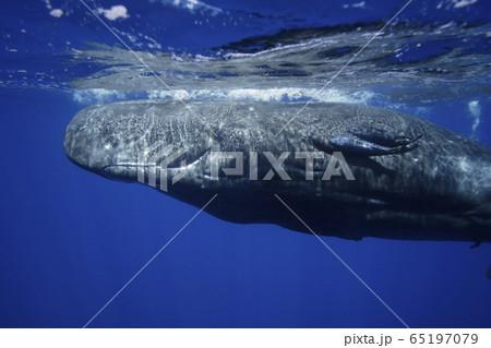 マッコウクジラ マッコウクジラ 65197079