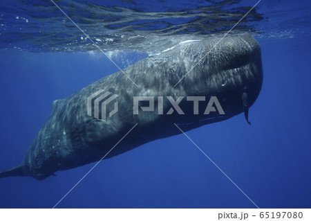 マッコウクジラ マッコウクジラ 65197080