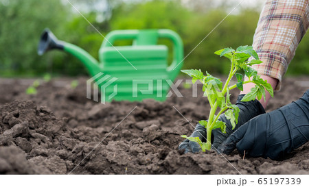 The hands of a farmer in gloves plant tomatoes, in the background of watering watering The hands of a farmer in gloves plant tomatoes, in the background of watering watering 65197339