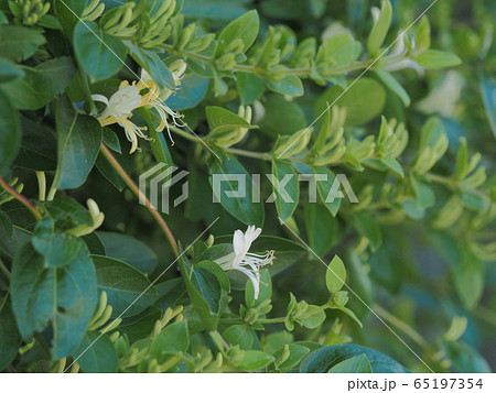 スイカズラの花と蕾と葉 65197354