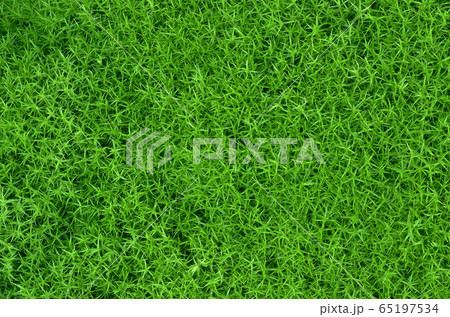 Green moss Green moss 65197534