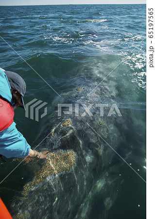 コククジラ 65197565