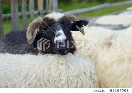 Portrait of a sheep 65197568