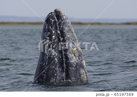 コククジラ コククジラ 65197569