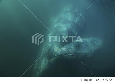 コククジラ コククジラ 65197572