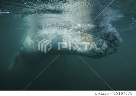 コククジラ コククジラ 65197576