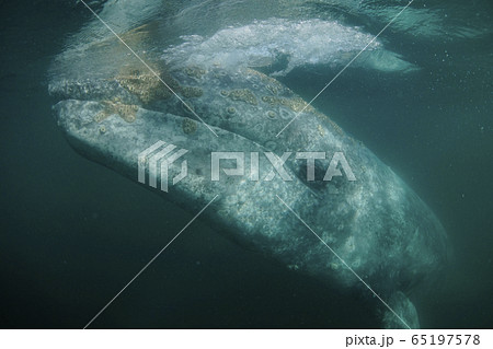 コククジラ コククジラ 65197578