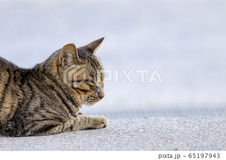 眠る猫 65197943