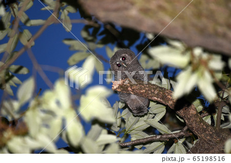 フクロウ 鳥 木 65198516