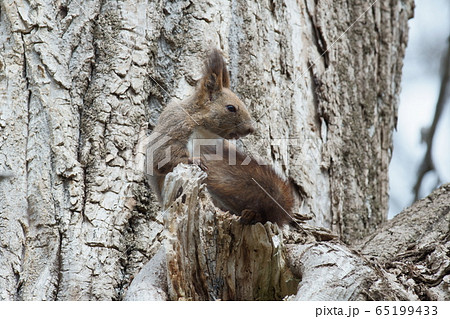 エゾリス 65199433