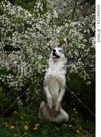 Siberian husky breed dog among blooming cherries and dandelions 65199630