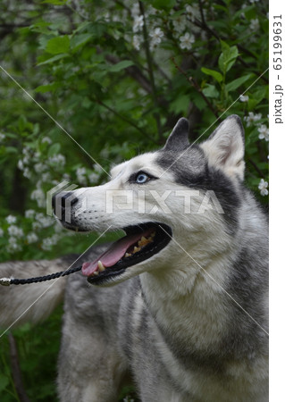 blue-eyed dog husky looks beautiful against the background of spring trees 65199631