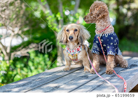 トイプードル カニンヘンダックスフンドの写真素材