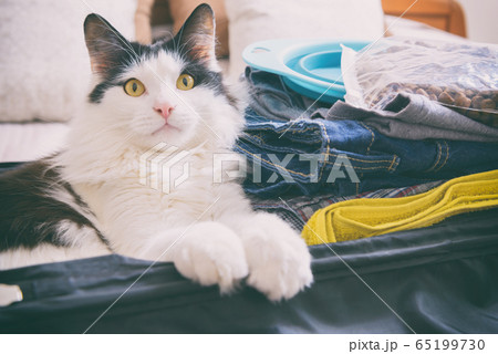 Cat sitting in the suitcase Cat sitting in the suitcase 65199730