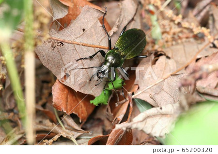 アオオサムシ 65200320