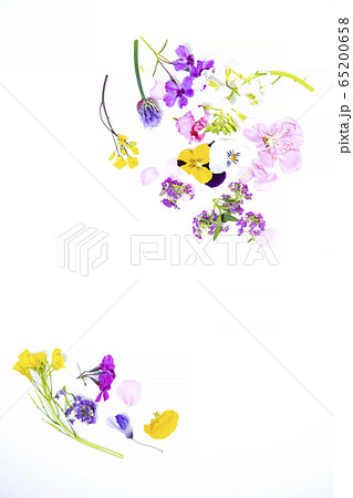 食用花　エディブルフラワー 65200658