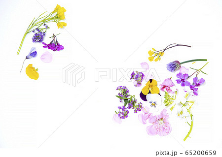 食用花　エディブルフラワー 65200659