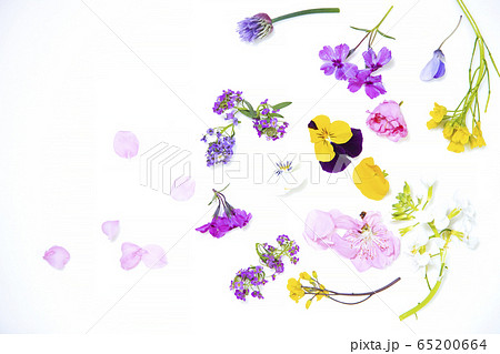 食用花　エディブルフラワー 65200664