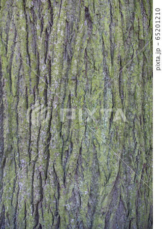 英国 コケ 木の幹の表面 英国 コケ 木の幹の表面 65201210