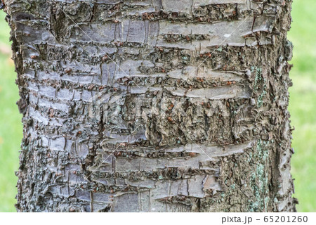 英国　木の幹の表面 65201260