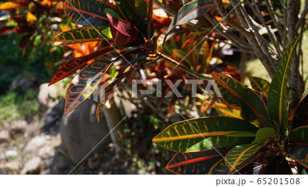 Croton, Variegated Laurel, Close up of Croton leaf, plant in thailand, Croton Leaves 65201508