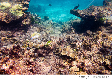 School of fish and coral reef in tropical sea 65201837