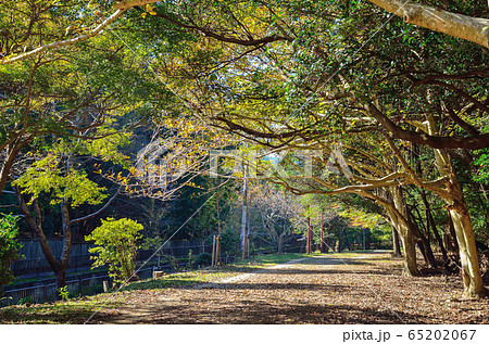 京都の山科疏水沿いの道 京都の山科疏水沿いの道 65202067