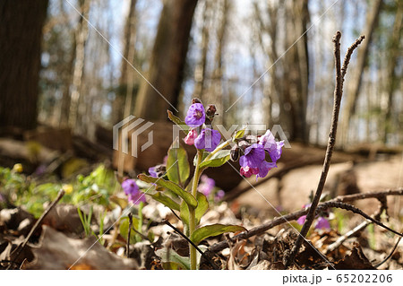 Forest violet wild flower. Little wild flowers Forest violet wild flower. Little wild flowers 65202206