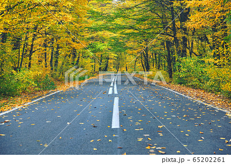 Narrow winding road in yellow autumn forest, with 65202261