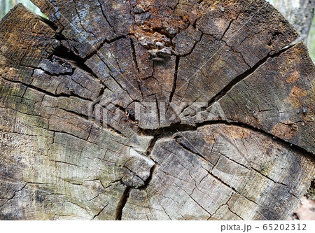 Texture of an old cracked tree. Sawn old log. Wood Texture of an old cracked tree. Sawn old log. Wood 65202312