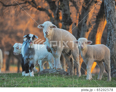 Young Lamb being curious on farm, sunset light Young Lamb being curious on farm, sunset light 65202578
