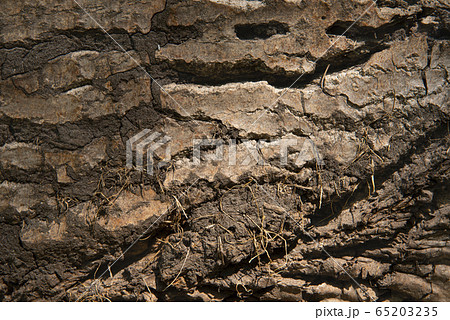 Log surface structure. Stumps and logs. Overexploitation leads to deforestation endangering environment and sustainability. Log surface structure. Stumps and logs. Overexploitation leads to deforestation endangering environment and sustainability. 65203235