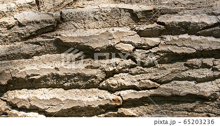 Log surface structure. Stumps and logs. Overexploitation leads to deforestation endangering environment and sustainability. Log surface structure. Stumps and logs. Overexploitation leads to deforestation endangering environment and sustainability. 65203236