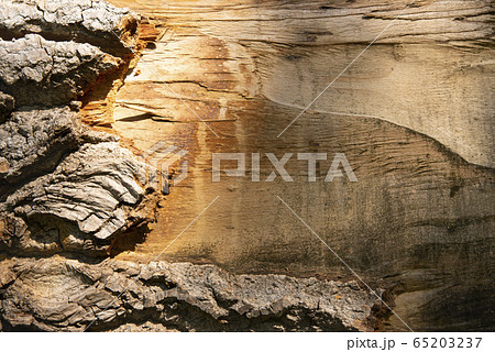 Log surface structure. Stumps and logs. Overexploitation leads to deforestation endangering environment and sustainability. Log surface structure. Stumps and logs. Overexploitation leads to deforestation endangering environment and sustainability. 65203237