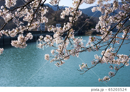 桜咲く奥多摩湖 65203524