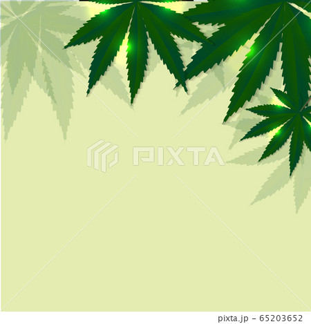 Cannabis leaves background. Vector illustration 65203652