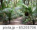Bush walk 65203706