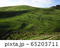 nature 65203711