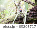 Bird from NZ 65203717