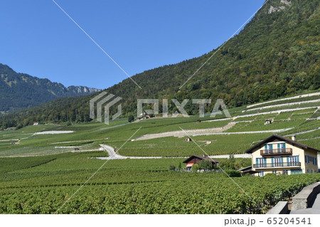 スイスワインの産地イヴォルヌYvorne スイスワインの産地イヴォルヌYvorne 65204541