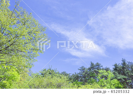 空　新緑　青　快晴 65205332