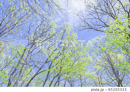 空 新緑 青 快晴 空 新緑 青 快晴 65205333