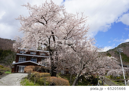 満開の岩泉二升石小学校跡 満開の岩泉二升石小学校跡 65205666