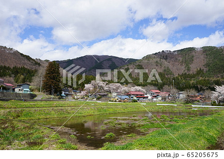 満開の岩泉二升石小学校跡 65205675